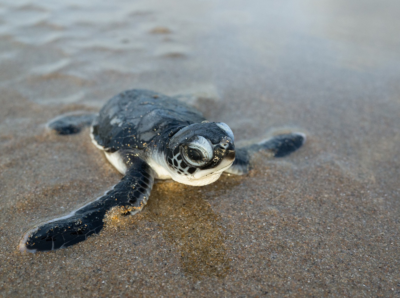 Protecting turtles using recycled marine litter!